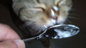 Котик и сметанка