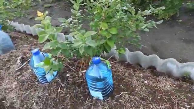 Полив голубики. "Уникальный". ?