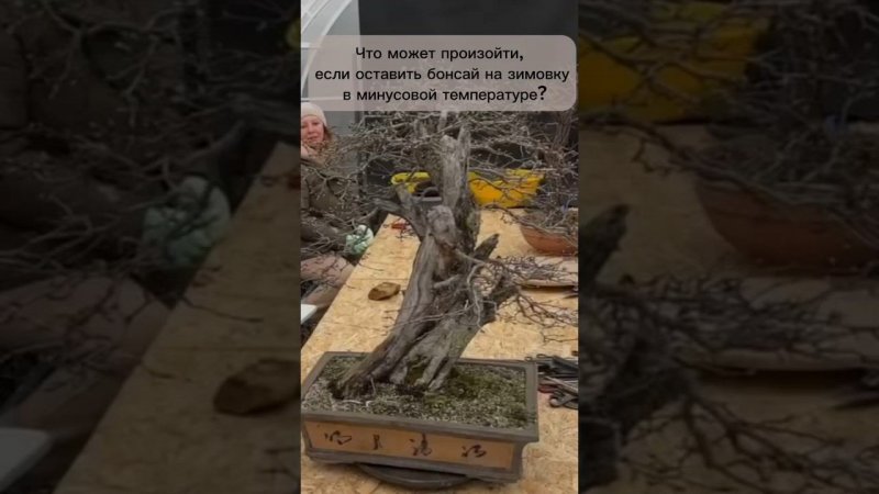Зимовка бонсай в минусовой температуре. #бонсай #bonsai #ниваки #сад #андрейдарусенков