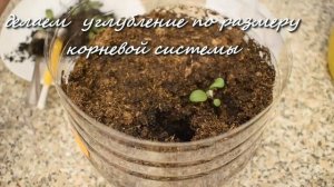 ЦИНЕРАРИЯ  приморская .ПОСЕВ и ПИКИРОВКА.