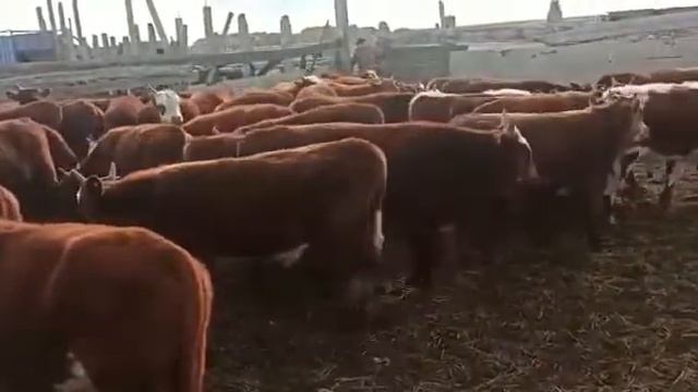Бычки на продажу Калмыцкая порода.