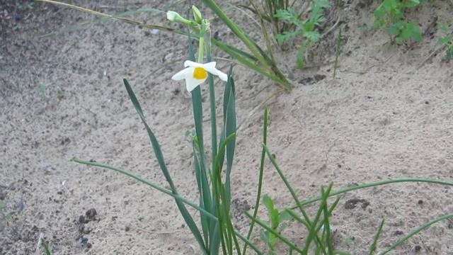 Первый Нарцисс дикий расцвёл!Кирьят-Ям.Израиль. смотреть онлайн