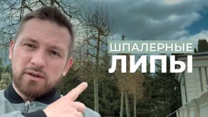 Особенности посадки на неровном участке. #аллея #липа#крупномеры #шпалернаялипа
