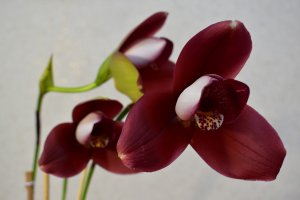 "Напросились в Нарнию" к Елене Шевченко часть 1