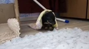 КУПИЛИ ЩЕНКА ТОЙ ТЕРЬЕРА