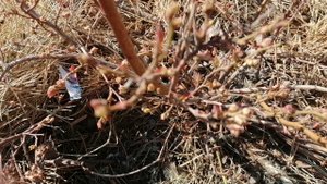 Что делать с ГОЛУБИКОЙ весной