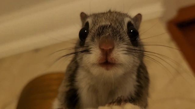 Жизнь дома  обыкновенной БЕЛКИ-ЛЕТЯГИ !  FLYING SQUIRREL ! 飞鼠 !