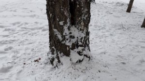 Рыжая белка зимой? | Red squirrel in winter