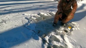 Хариус и ленок из подо льда!Открытие по твердой воде на горной реке состоялось в ноябре!