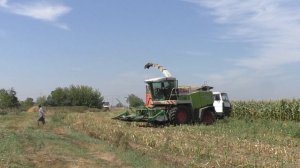 уборка кукурузы на силос.в Беларуси 2020 ч 1