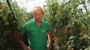 Выращивание Томатов черри.