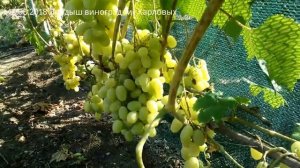 Виноград Ландыш 12.08.18