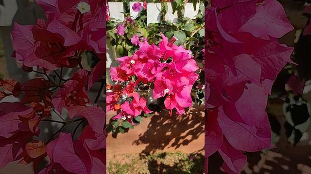 Flourishing Pink Bougainvillea Flowers- Gardening- Fence Decoration смотреть онлайн