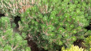 Сосна горная "Хампи" Pinus mugo "Humpy"