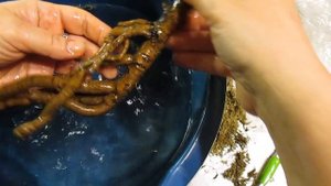 Древовидный пион в коробке. Сажаем дома до высадки в сад.