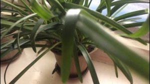 Цветок зефира - Зефирантес. Выскочка на подоконнике...