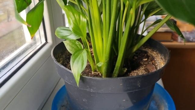 Вносите 1 Таблетку Всегда Вместе с Поливом и Спатифиллум Оживёт, Позеленеет и Расцветёт