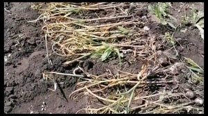 Как Зарабатывают на селе сажая чеснок.