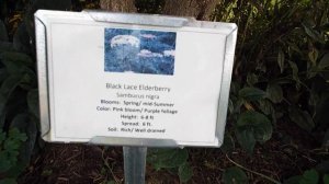 Black Laced Elderberry (Sambucus nigra)