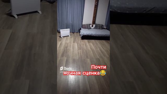 Как проходит вечер у котят_!Сфинксы и ориентал#игрыкотят #котята #канадскиесфинксы #ориентальныйкот