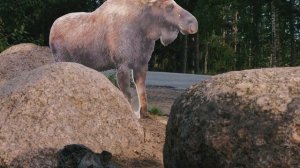 Субару Аутбек 2021: проверка комплекса EyeSight