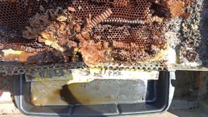 Солнечная воскотопка своими руками. Как оттопить воск на солнце. Пчеловодство