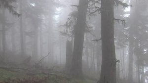 Кавказский заповедник