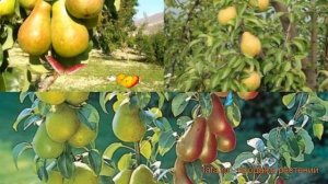 Груша обыкновенная Чудесница - Чижовская ? обзор: как сажать, саженцы груши Чудесница - Чижовская