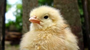 ПЕСНЯ ПРО ЦЫПЛЕНКА