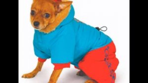 выкройки одежды для собак с размерами