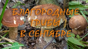 По грибы 2023! Благородные грибы в сентябре! Белые грибы и много подосиновиков!