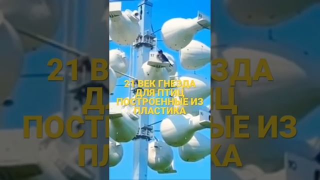 АМЕРИКАНСКИЕ ЛАСТОЧКИ. ГНЕЗДА СДЕЛАННЫЕ ЧЕЛОВЕКОМ. На что они похожи???#shorts #nature #shortvideo