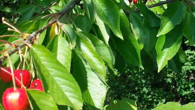 Черешня Генеральская плодоношение смотреть онлайн