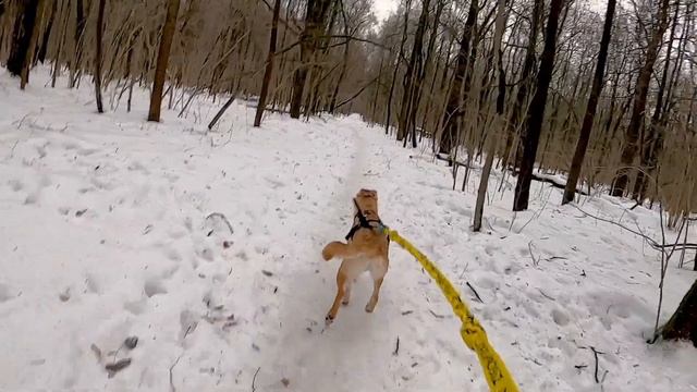 Каникросс - наша первая тренировка!