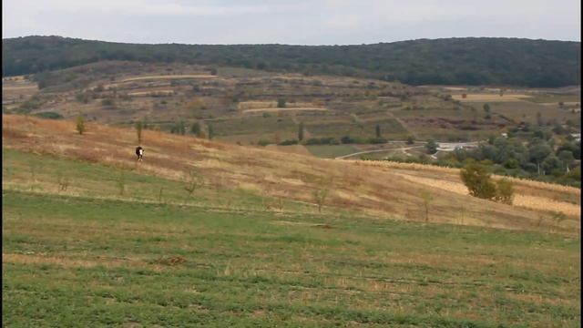 Санаторий "Кодру"(Codru) Calarash2016