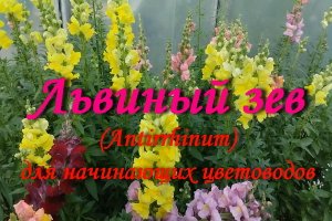 Львиный зев, антирринум (Antirrhinum)