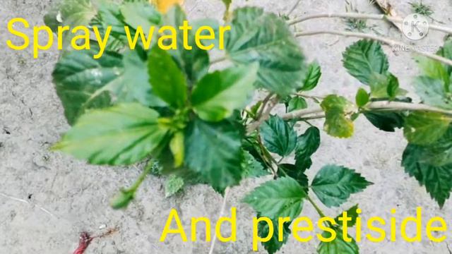 Hibiscus, a ornamental species #Useful to health #Vibrant to gardens смотреть онлайн