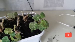 Бегония Шардоне и Боливийская Ампельная. Сохраняю Цветы.