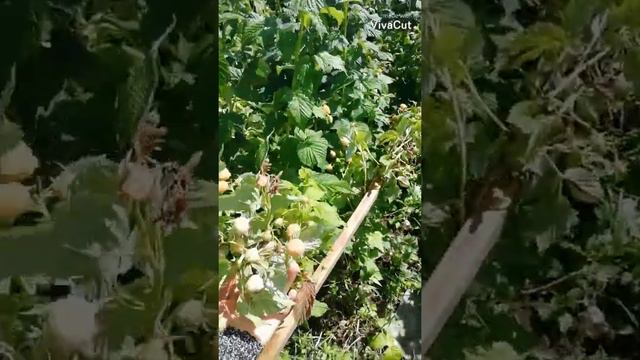 Жёлтая Малина смотреть онлайн