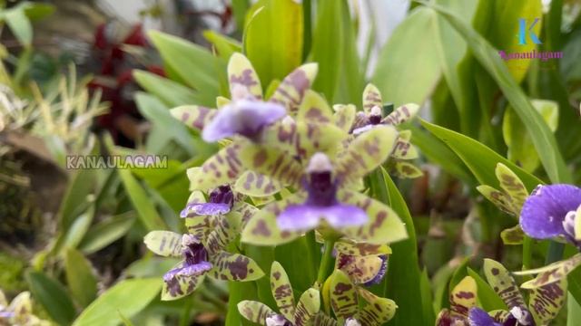 National Orchid Garden Singapore | 4K UHD | Orchid Mist House | Orchid Cool House | VIP Garden смотреть онлайн