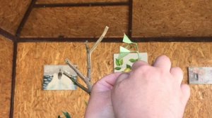 Прививка вариегатного кумквата, на дичек мандарина