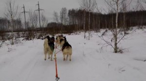 Езда на собаках Хаски