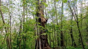 Дом  музей Пришвина в Дунино и его окрестности