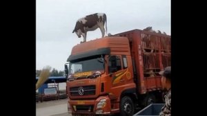 Черная Пантера Против Леопарда