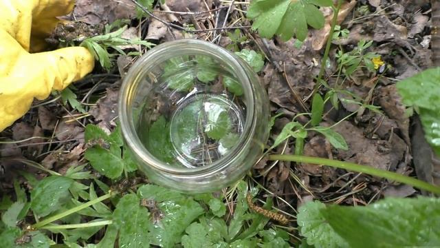 Как погода губит пчел смотреть онлайн