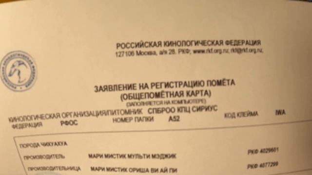 Что такое ОБЩЕПОМЁТНАЯ КАРТОЧКА? / Щенкам ЧИХУАХУА 2 месяца / КУПИТЬ чихуа в питомнике Мари Мистик