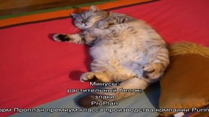 Влажный корм для кошек: рейтинг лучших по мнению ветеринаров