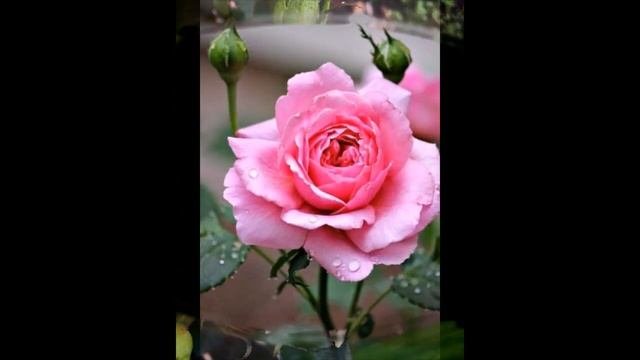 Видеооткрытка Ко дню  8 марта! Поздравляю всех женщин!!!!