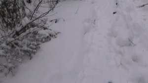 ловля СНЕГИРЯ на сеть