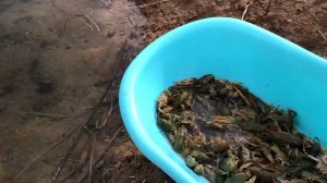 Разведение раков. Окончание передержки. Запуск рыбы в пруд.